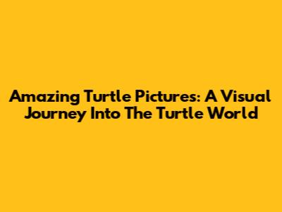 Amazing Turtle Pictures: A Visual Journey Into The Turtle World