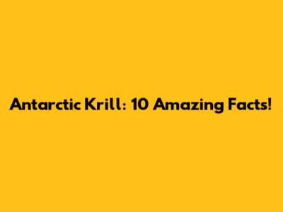 Antarctic Krill: 10 Amazing Facts!