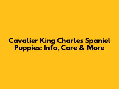 Cavalier King Charles Spaniel Puppies: Info, Care & More