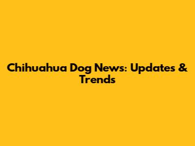 Chihuahua Dog News: Updates & Trends
