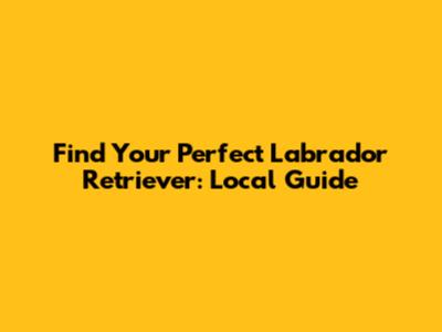 Find Your Perfect Labrador Retriever: Local Guide