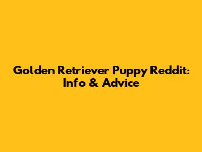 Golden Retriever Puppy Reddit: Info & Advice