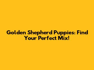 Golden Shepherd Puppies: Find Your Perfect Mix!