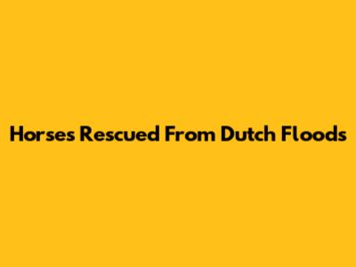 Horses Rescued From Dutch Floods