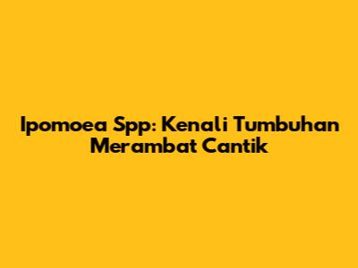 Ipomoea Spp: Kenali Tumbuhan Merambat Cantik