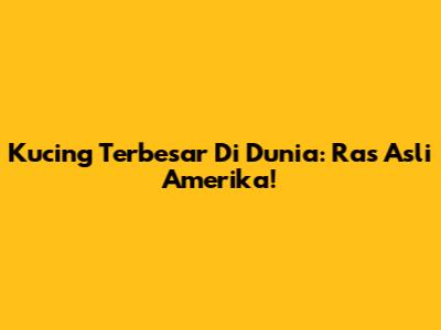 Kucing Terbesar Di Dunia: Ras Asli Amerika!
