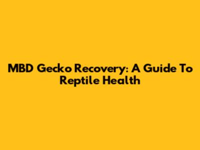 MBD Gecko Recovery: A Guide To Reptile Health