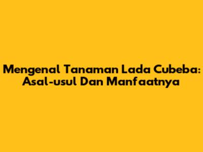 Mengenal Tanaman Lada Cubeba: Asal-usul Dan Manfaatnya