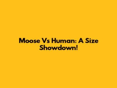 Moose Vs Human: A Size Showdown!