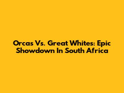 Orcas Vs. Great Whites: Epic Showdown In South Africa
