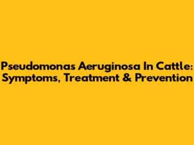 Pseudomonas Aeruginosa In Cattle: Symptoms, Treatment & Prevention