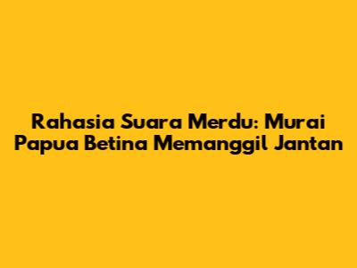 Rahasia Suara Merdu: Murai Papua Betina Memanggil Jantan