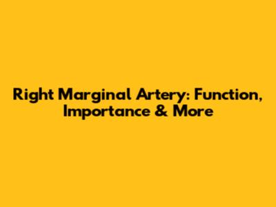 Right Marginal Artery: Function, Importance & More
