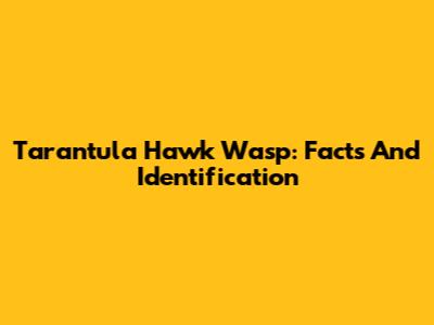 Tarantula Hawk Wasp: Facts And Identification