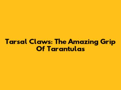 Tarsal Claws: The Amazing Grip Of Tarantulas