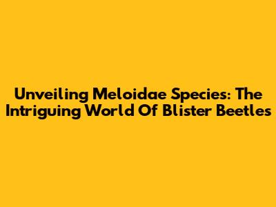 Unveiling Meloidae Species: The Intriguing World Of Blister Beetles