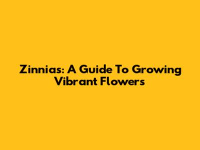 Zinnias: A Guide To Growing Vibrant Flowers